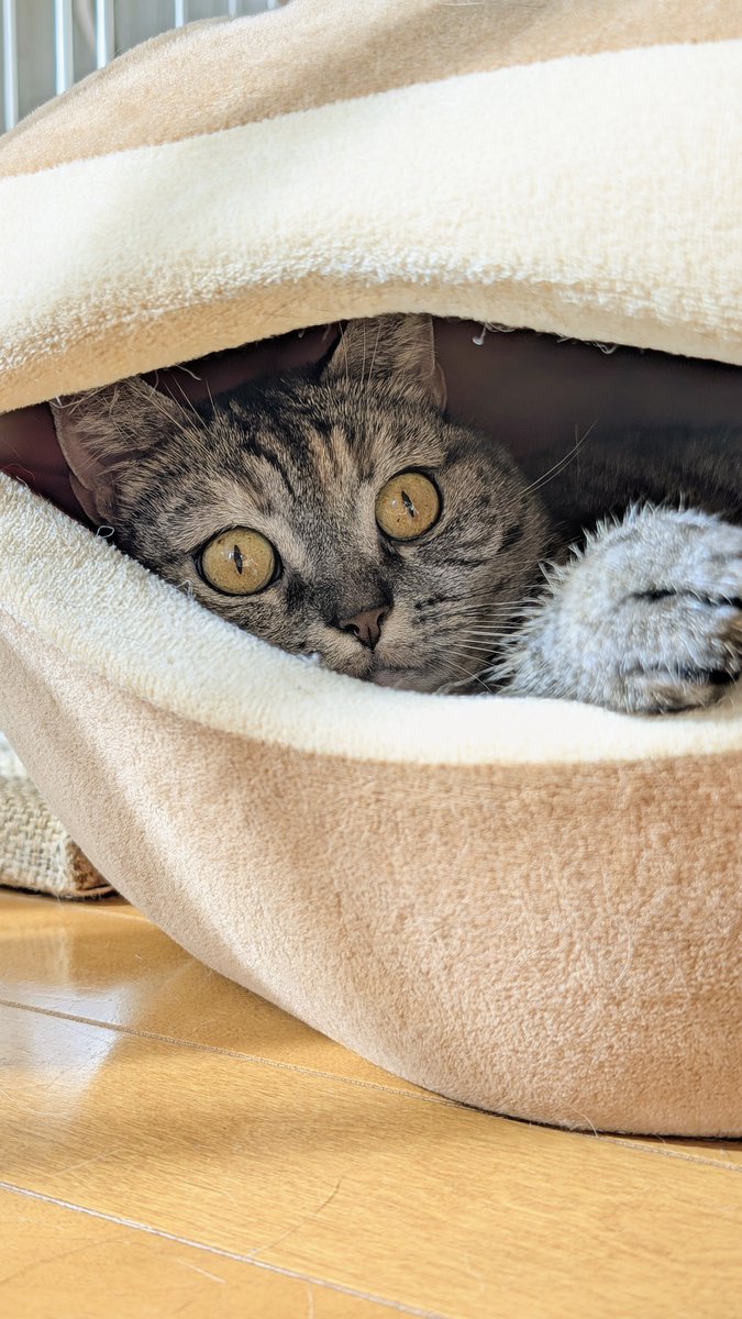 ⭐️ ぷぷみです ねこさん⚡(ΦωΦ) (@catnap707) / Posts / X