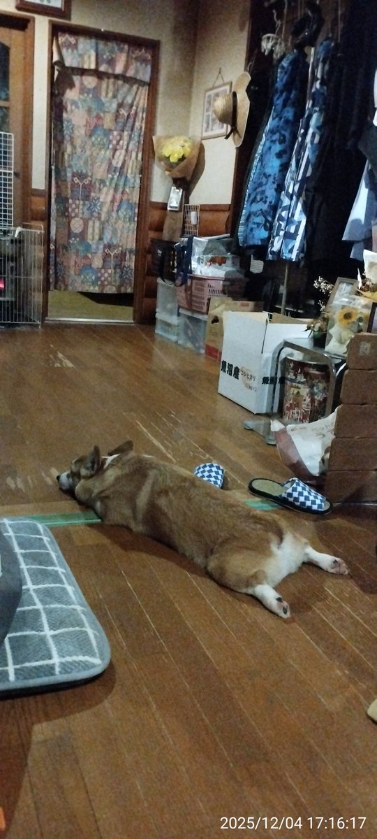 寛ぎ中・・😆🐶💕