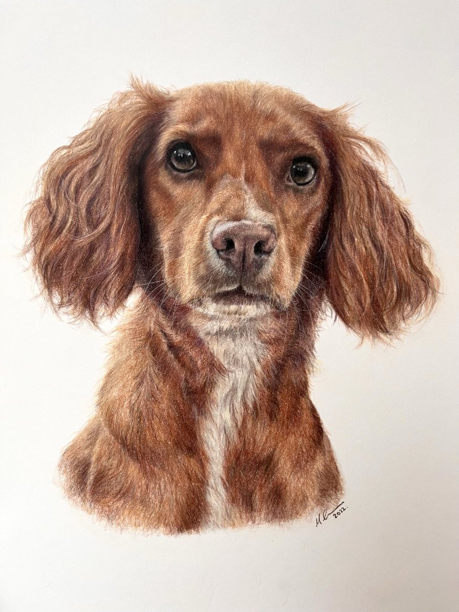 MeganArtUK's tweet photo. Day 4 of my advent calendar sharing some of my favourite portraits from over the years! Today we are heading back to November 2022 and the gorgeous working cocker spaniel - Maisy! #workingcocker #pencilartist #yorkshireartist https://t.co/l1332efXap