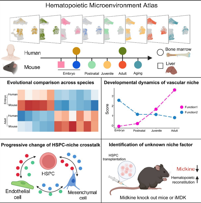Cell Regen Research | 🔎Single-cell atlas reveals lifelong evolution of bone marrow vascular niche! From fetal liver to aged BM, Midkine emerges as a new regulator of HSPC reconstitution. #Hematopoiesis #StemCellNiche
🔗 Full paper at: doi.org/10.1186/s13619…