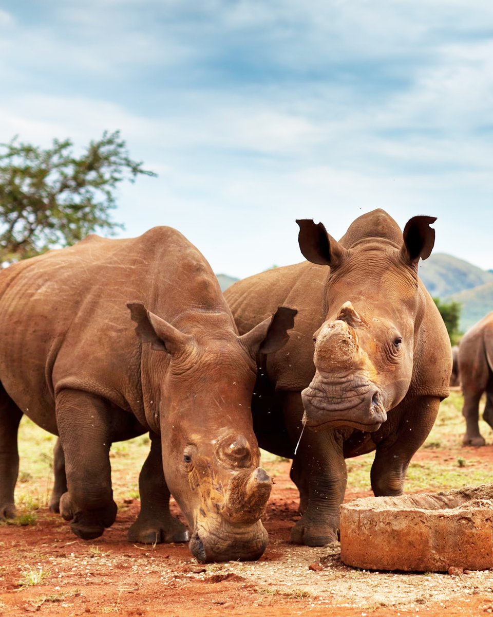 13 Days Kilimanjaro Climb Trip with a visit to Kruger National Park in South Africa.

𝗚𝗘𝗧 𝗔 𝗤𝗨𝗢𝗧𝗘 𝗙𝗥𝗢𝗠 𝗗𝗔𝗩 𝗦𝗔𝗙𝗔𝗥𝗜𝗦! 💐
📞 +256-757795781
🌐 davsafaris.com/tours/13-days-…

#KilimanjaroClimb #KrugerNationalPark #AfricanAdventure #MountainAndSafari #DavSafaris
