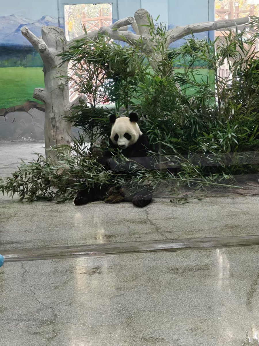 sontanidonghei @Infinit_Labs 大熊猫可爱捏🤪