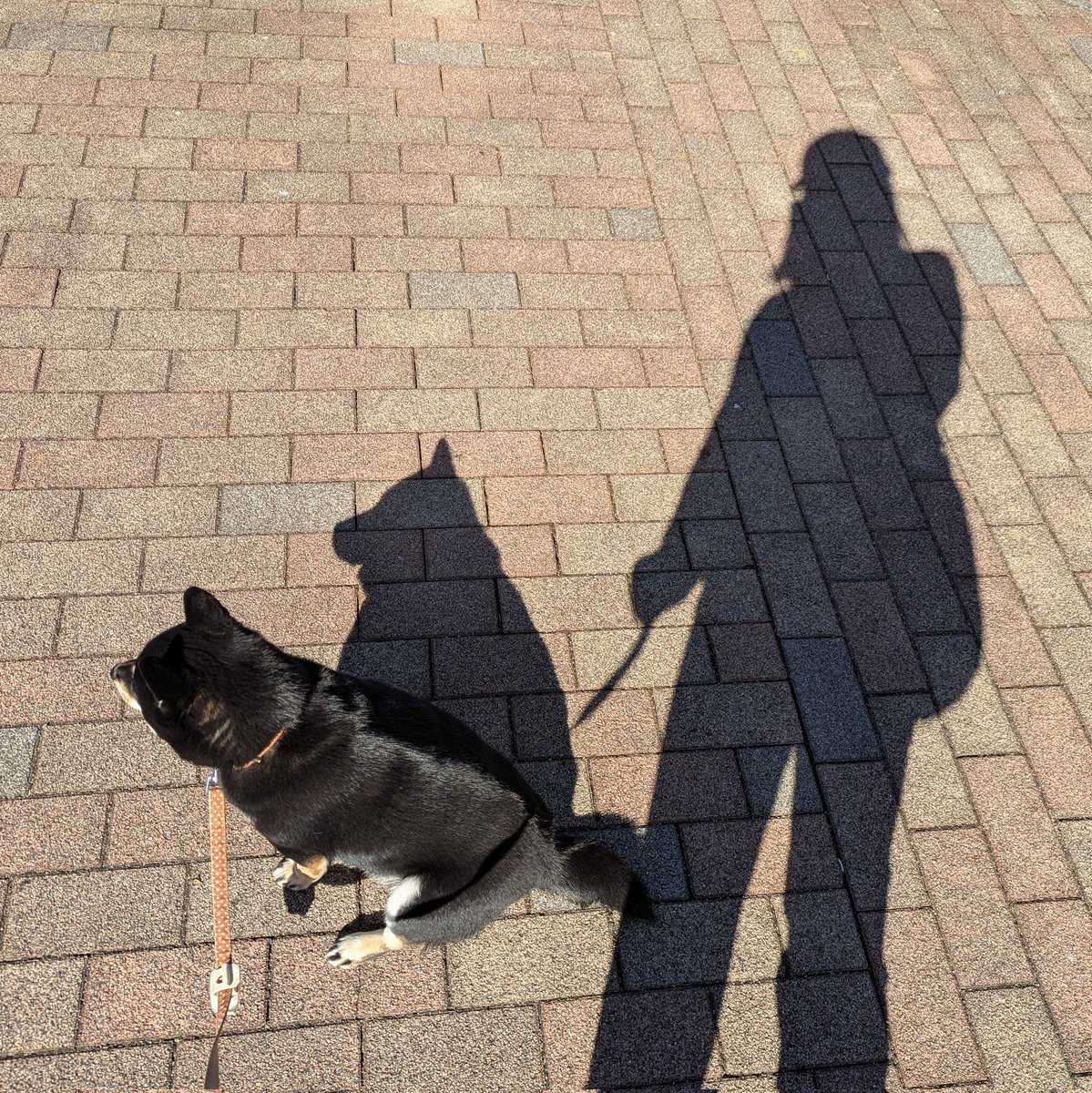 豆柴さくら🌸 (@mame_sakura0426) / Posts / X