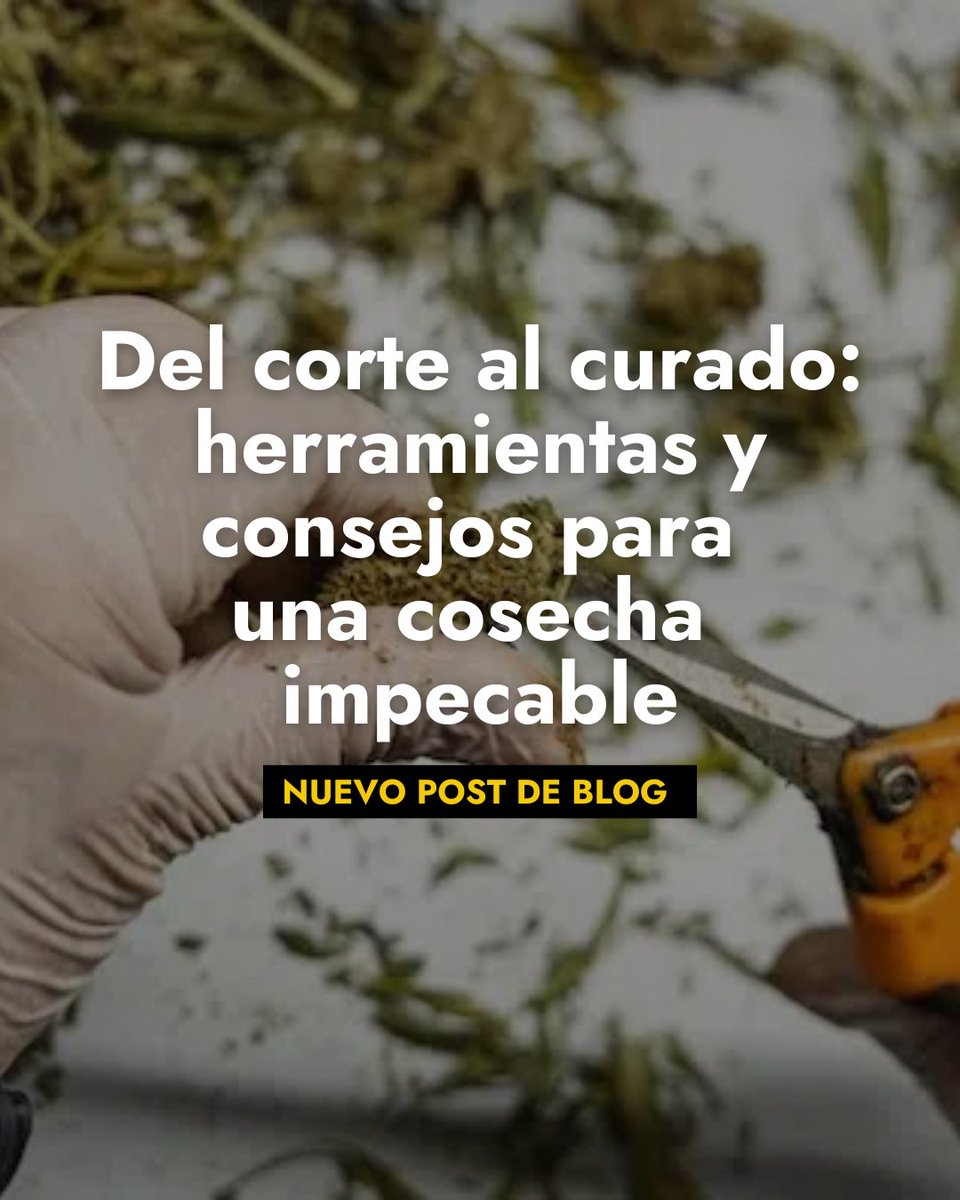 The Pure Factory tweet media