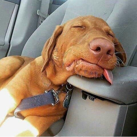 DogLovers03 tweet picture