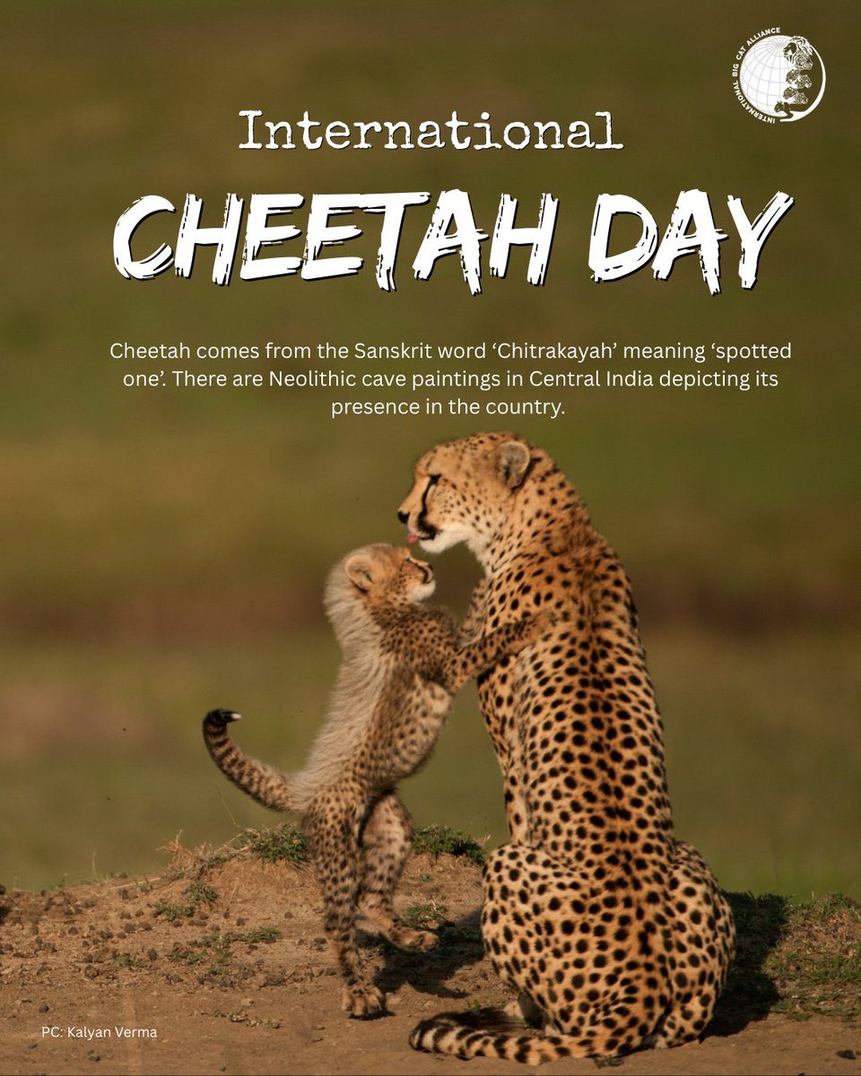 Did you know the word #Cheetah comes from the Sanskrit term Chitrakayah, meaning “the spotted one”? 

A beautiful nod to the majestic cat’s iconic coat.

Long before it vanished from our landscapes, the Cheetah roamed across most of India, from the plains and plateaus to forests