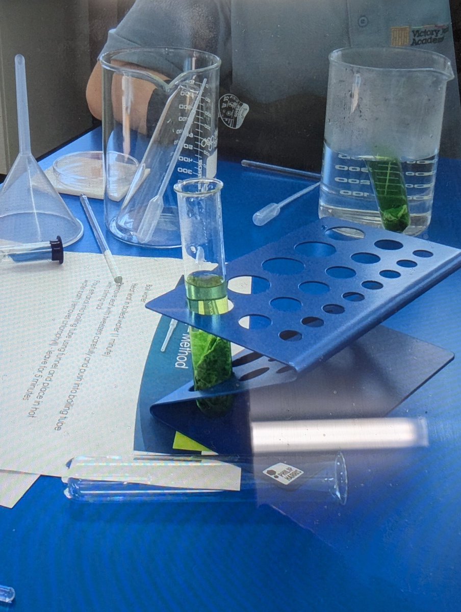 _VictoryPark_'s tweet image. KS3 pupils were investigating the presence of starch in leave to find out if the plant had made food. #ks3science #ks3biology #biologylesson #biologyscience #vpa #sciencepractical #scienceinvestigations