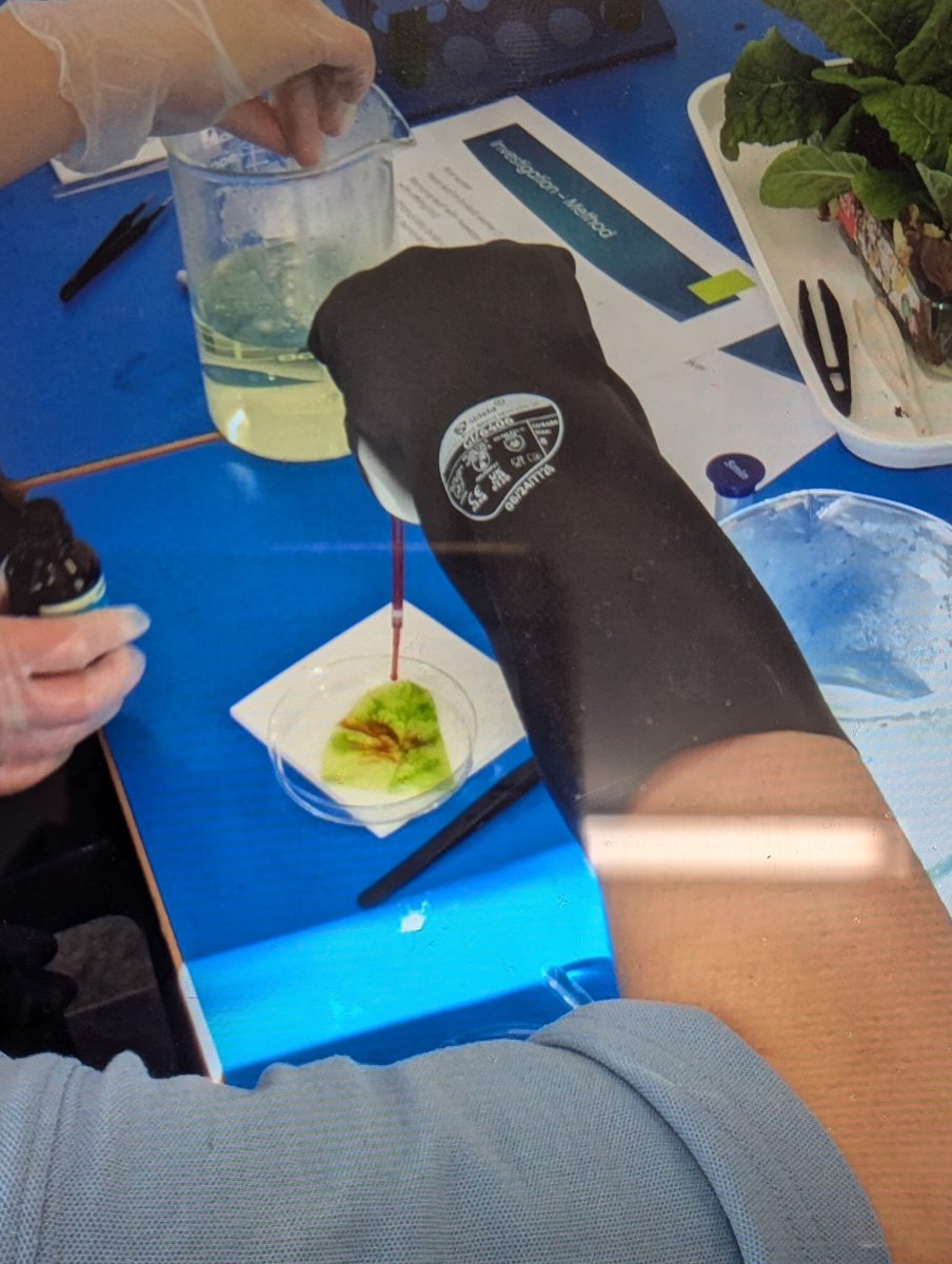 _VictoryPark_'s tweet image. KS3 pupils were investigating the presence of starch in leave to find out if the plant had made food. #ks3science #ks3biology #biologylesson #biologyscience #vpa #sciencepractical #scienceinvestigations