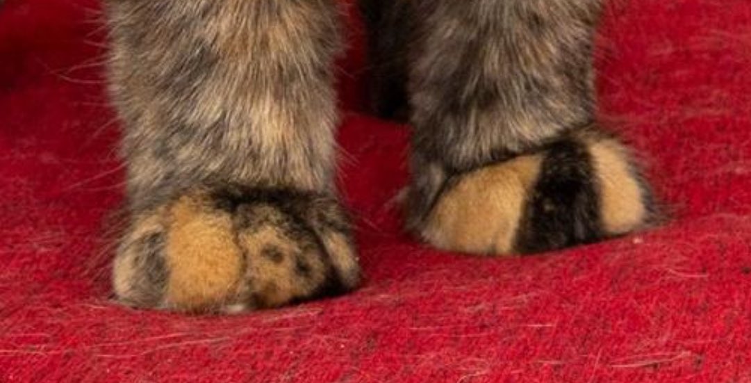 Eti Tutku patili kıza acil yuva