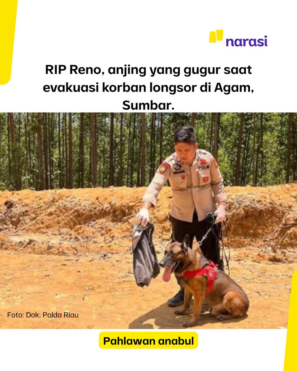 Reno namanya, anjing Belgian Malinois berusia 8 tahun 4 bulan. 

Ini salah satu anjing K9 di Unit Polsatwa Ditsamapta Polda Riau spesialis SAR.

Reno gugur dalam misi kemanusiaan mencari korban longsor di Kabupaten Agam, Sumbar 🥲

Ia mulai turun lapangan jam 11.00 WIB, proses