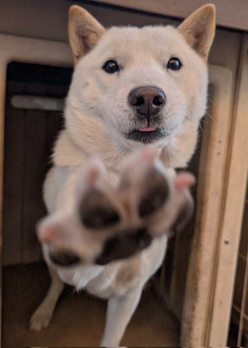 北海道犬 みっちゃん (@HdnOYpsK34Hd9gB) / Posts / X
