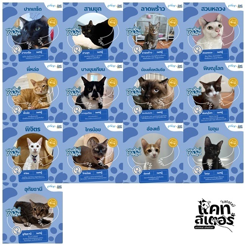 ธันวานี้ มีแมวอยู่ในใจนุดบ้างหรือยัง💕

ถ้าปีนี้ยังไม่มีคนให้กอด ลองเริ่มต้นความรักครั้งใหม่กับหนูได้ไหมคะ 🐱
✔️ ตรวจเลือดเอดส์ – ลิวคีเมีย  ถ่ายพยาธิเรียบร้อย
✔️ ทำหมันครบทุกตัว
✔️ อุปการะฟรี ไม่มีค่าใช้จ่าย

มาเป็น บ้านหลังสุดท้าย ให้เด็ก ๆ กันนะคะ