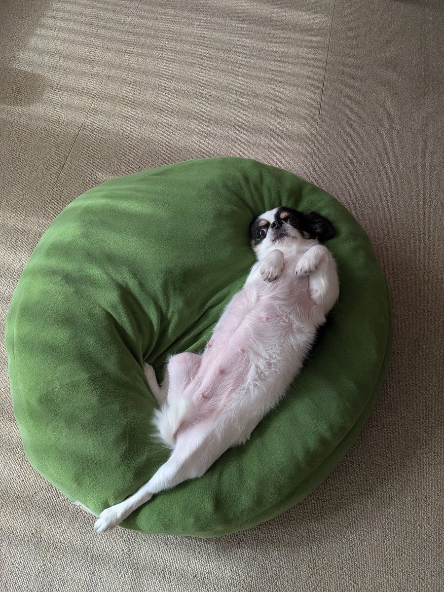 犬用 (@Y6w1erIZKKgi9fE) on X