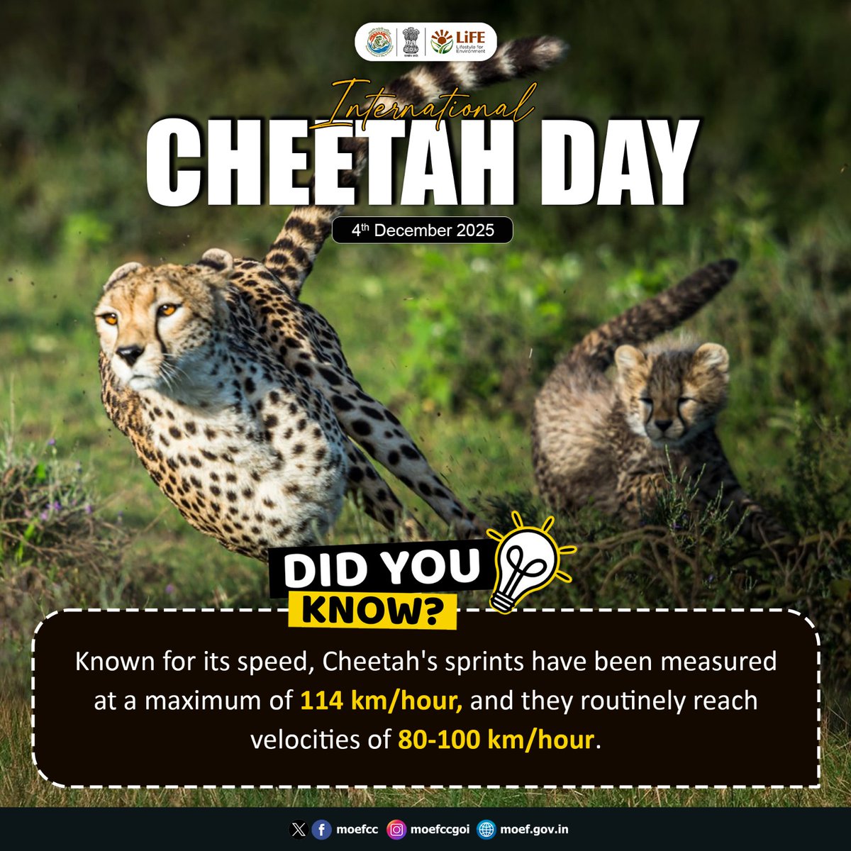 moefcc's tweet image. The cheetah’s unmatched speed makes it one of nature’s most extraordinary hunters—reaching up to 114 km/h in short bursts.

#InternationalCheetahDay #Cheetah #MissionLiFE
#CheetahDay