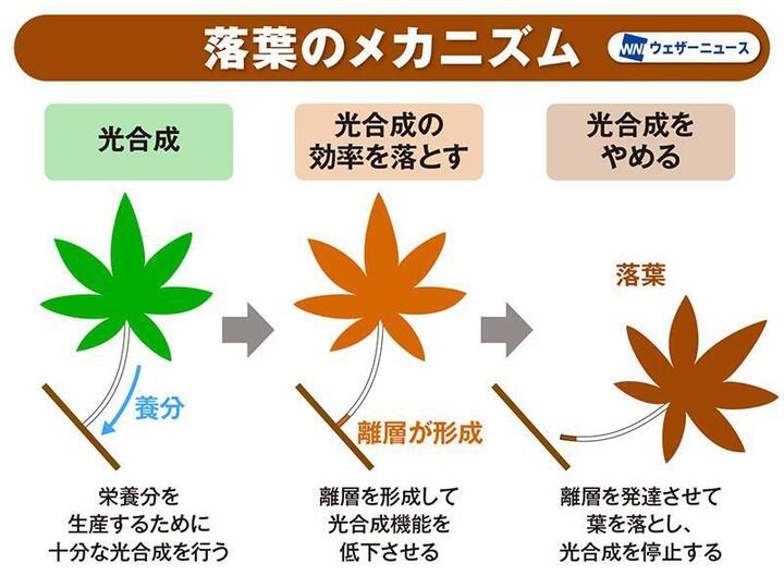 【落葉🍂落ち葉の不思議】
冬の寒さの深まりとともにだんだんと公園や並木道などでは落葉が進み、落ち葉が目立つようになってきました。

なぜ葉を落とすのか、たくさんの落ち葉はどこへ行くのか、落葉樹と常緑樹の違いなど、樹木医の方に伺いました。
weathernews.jp/news/202512/03…