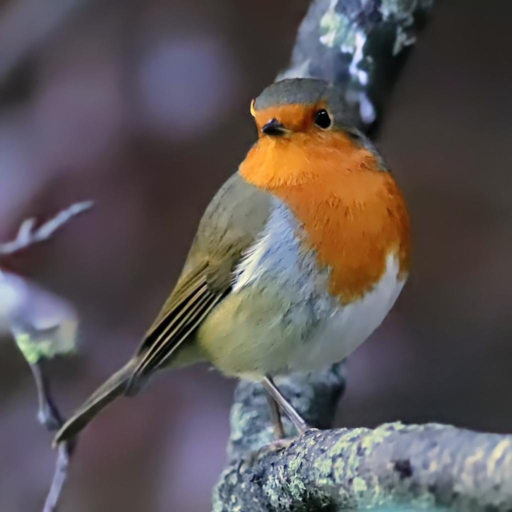 fo5tered's tweet image. Twiglet the Robin in the Cherry Plum Tree a couple of months ago #DDOR