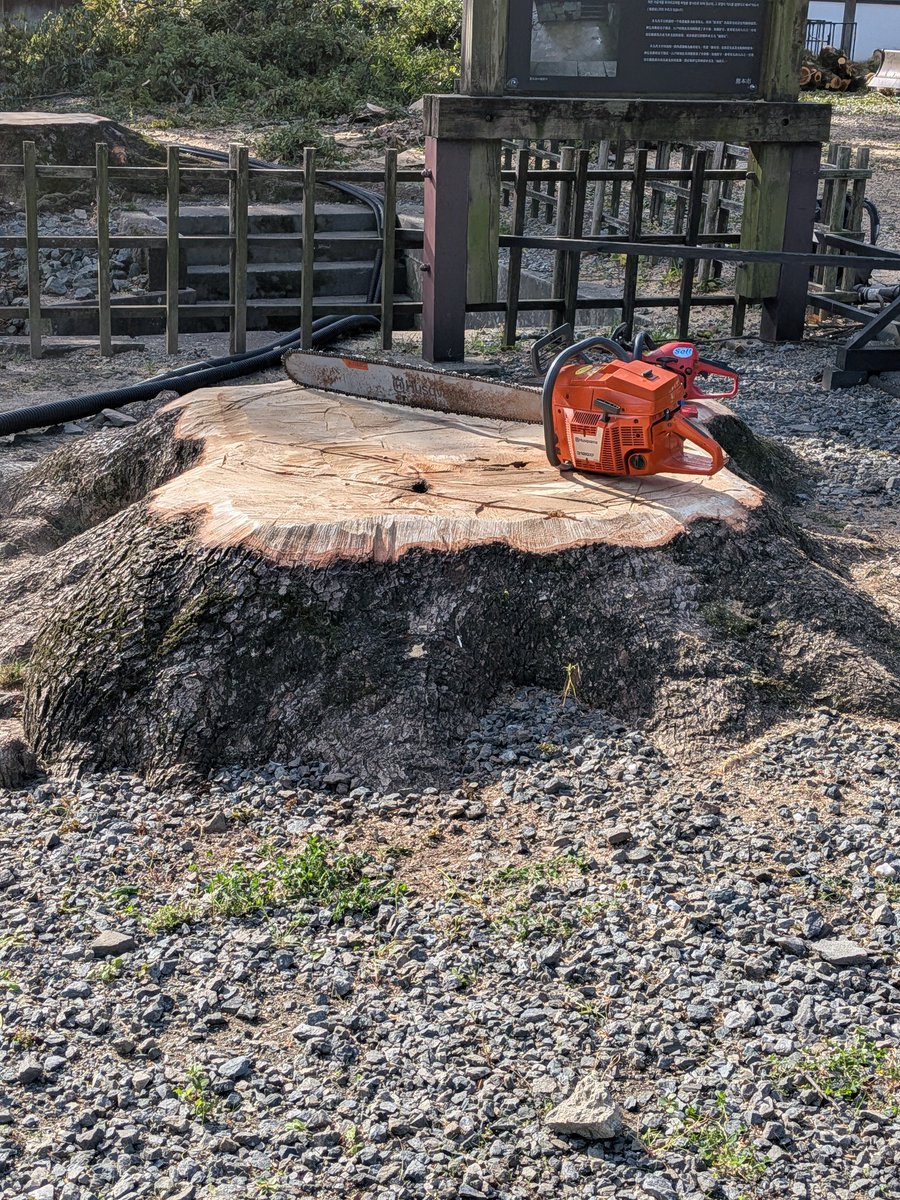 2025/12/04 数寄屋丸は、伐採するのは2本かな。奥の木は残すのかな