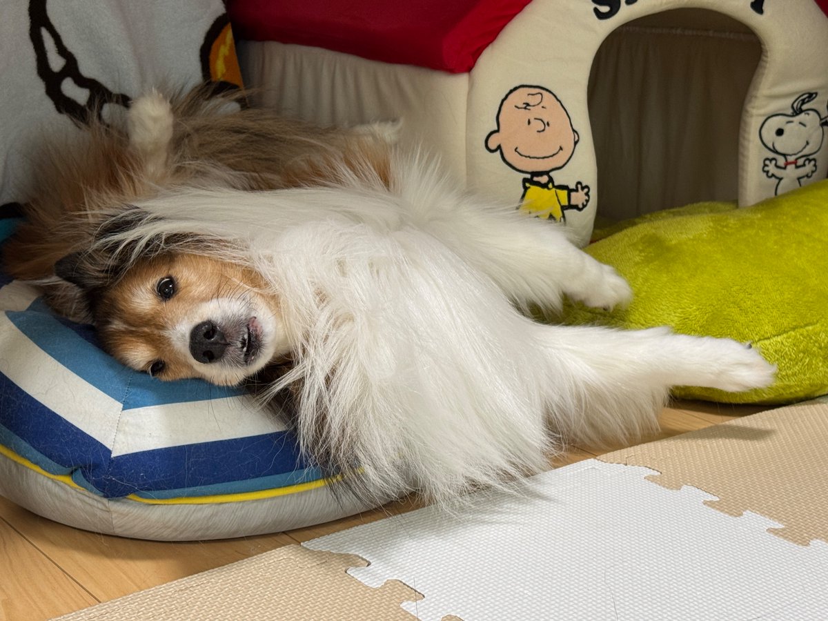 46komugi's tweet photo. 今日の犬 https://t.co/G6AAjUl2q6