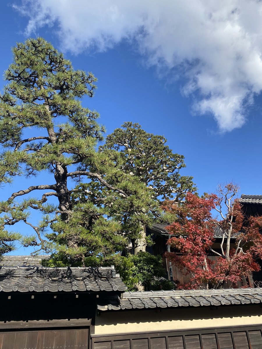 400年近く生きているクロガネモチの木や松の木、色づいた紅葉を眺めて過ごせる時間が幸せです。雲の流れがはやい。
