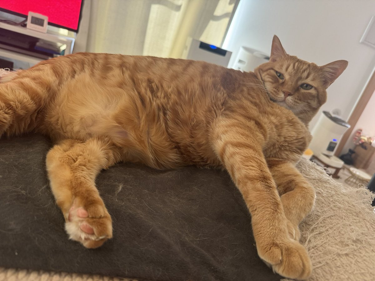 とらまるくん🐈 (@toramaru_1120) / Posts / X