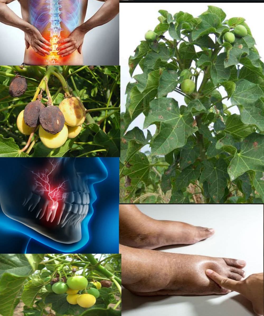 Herbalisque's tweet photo. JATROPHA CURCAS
The Traditional Healer Hidden in Plain Sight

For generations, Jatropha curcas has been treated as a farm hedge, yet behind its modest leaves lies a powerful herbal resource trusted in village medicine across many cultures. Almost every part of the plant carries healing value, from its leaves and bark to its sap and seeds. It supports the body externally and internally, offering natural relief for pain, inflammation, skin problems, and digestive disturbances. Below are ten traditional ways this plant has been used to support health.

1. Leaf poultice for joint pain
Fresh leaves are warmed and placed directly on swollen joints to ease stiffness and discomfort. The warmth helps the herbal compounds penetrate deeper.

2. Sap for wound care
The plant’s natural latex is applied sparingly on minor cuts to help dry the wound and protect it from infection. It has long been used as a quick village remedy for fresh injuries.

3. Bark decoction for stomach upset
A mild decoction of the bark has been taken traditionally to calm digestive disturbances and reduce intestinal discomfort.

4. Leaf juice for skin irritation
Crushed leaves release a soothing juice used on rashes, insect bites, and mild skin inflammation to calm itching and speed recovery.

5. Warmed leaves for back pain
Traditional healers often apply warmed leaves to the lower back to relax tense muscles and reduce deep seated pain.

6. Seed oil for external application
Although the seeds are not safe for internal use, their oil has been used externally to soften the skin and massage painful areas.

7. Root preparations for fever
Roots are boiled into a light herbal drink traditionally used to help bring down fever and support the body during illness.

8. Poultice for sprains
A paste made from mashed leaves is applied to sprains and bruises to reduce swelling and improve circulation in the affected area.

9. Leaf steam for respiratory relief
Steaming with crushed leaves in hot water provides soothing vapour that helps open the chest and support easier breathing.

10. Decoction for menstrual discomfort
A light leaf brew has been used to ease cramps and promote comfort during painful periods, offering gentle herbal support.

Jatropha curcas remains a powerful but often overlooked healing plant. When respected and used wisely, it offers a wide range of traditional remedies for both internal and external wellness.