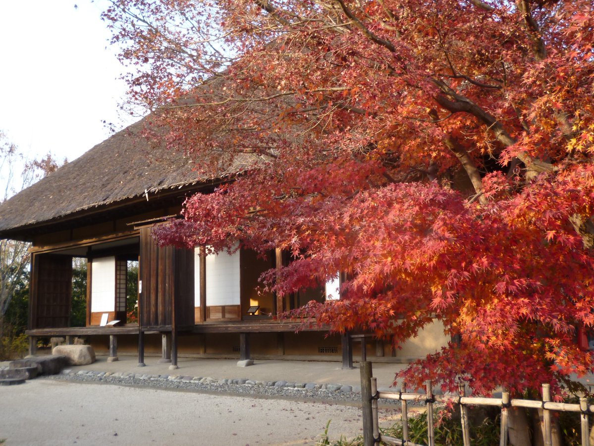 旧鴇田家住宅からのお知らせ】 庭園内のイロハモミジが紅葉する季節を