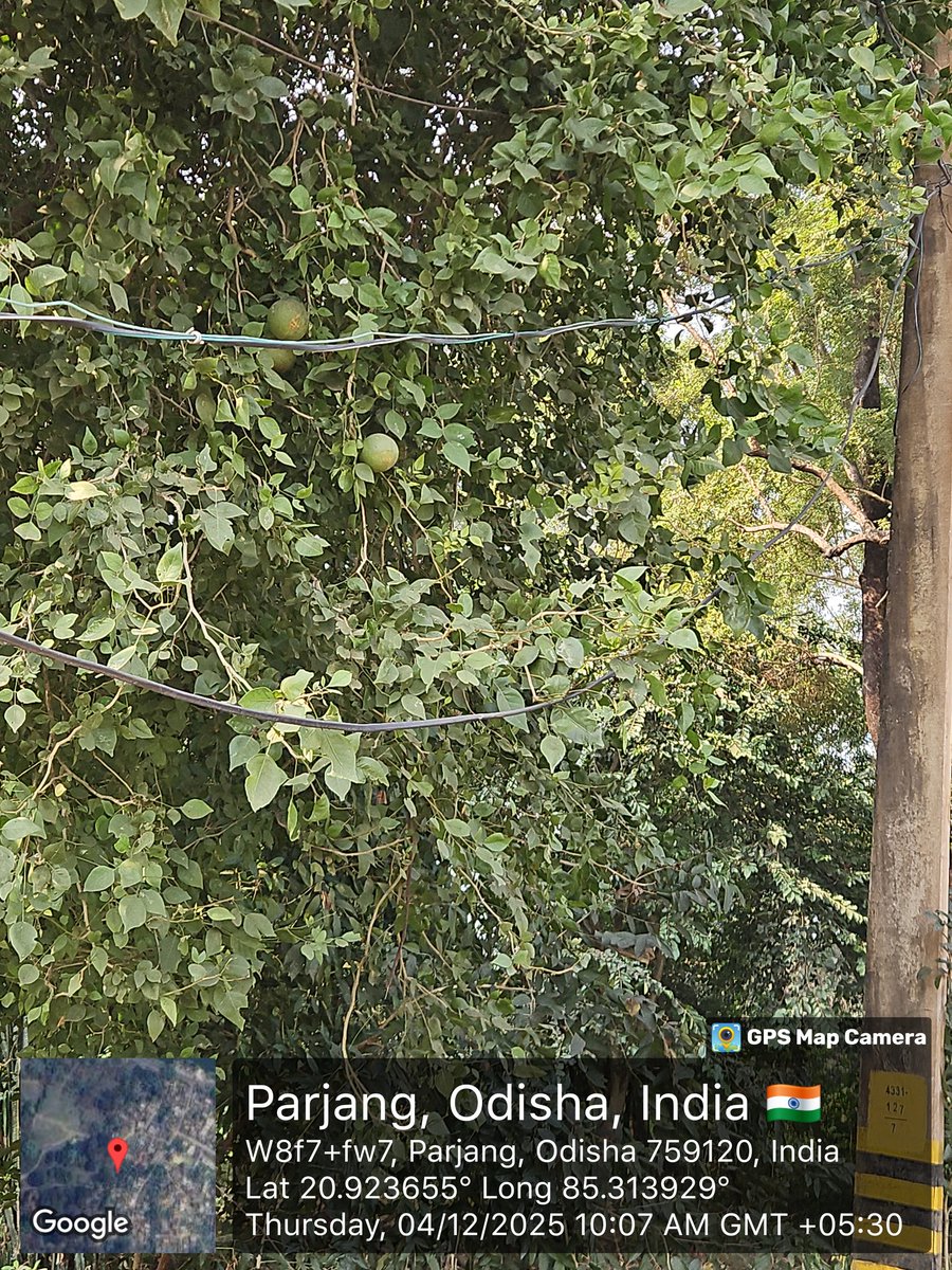 das_pritish01's tweet photo. @TPCentralOdisha Urgent attention required. Three service wires are hanging dangerously close to the ground near the electric pole at my location.This poses a serious risk to pedestrians and animals.Please send a team immediately! https://t.co/JYMpWY7AQz