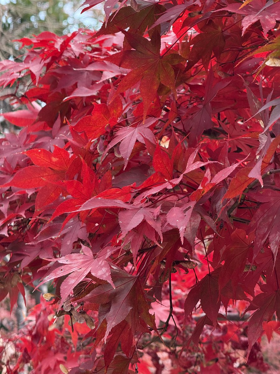 kkisme_'s tweet photo. ผึ้งชอบสีแดง #japan #autumn https://t.co/CQdFoOTNNT