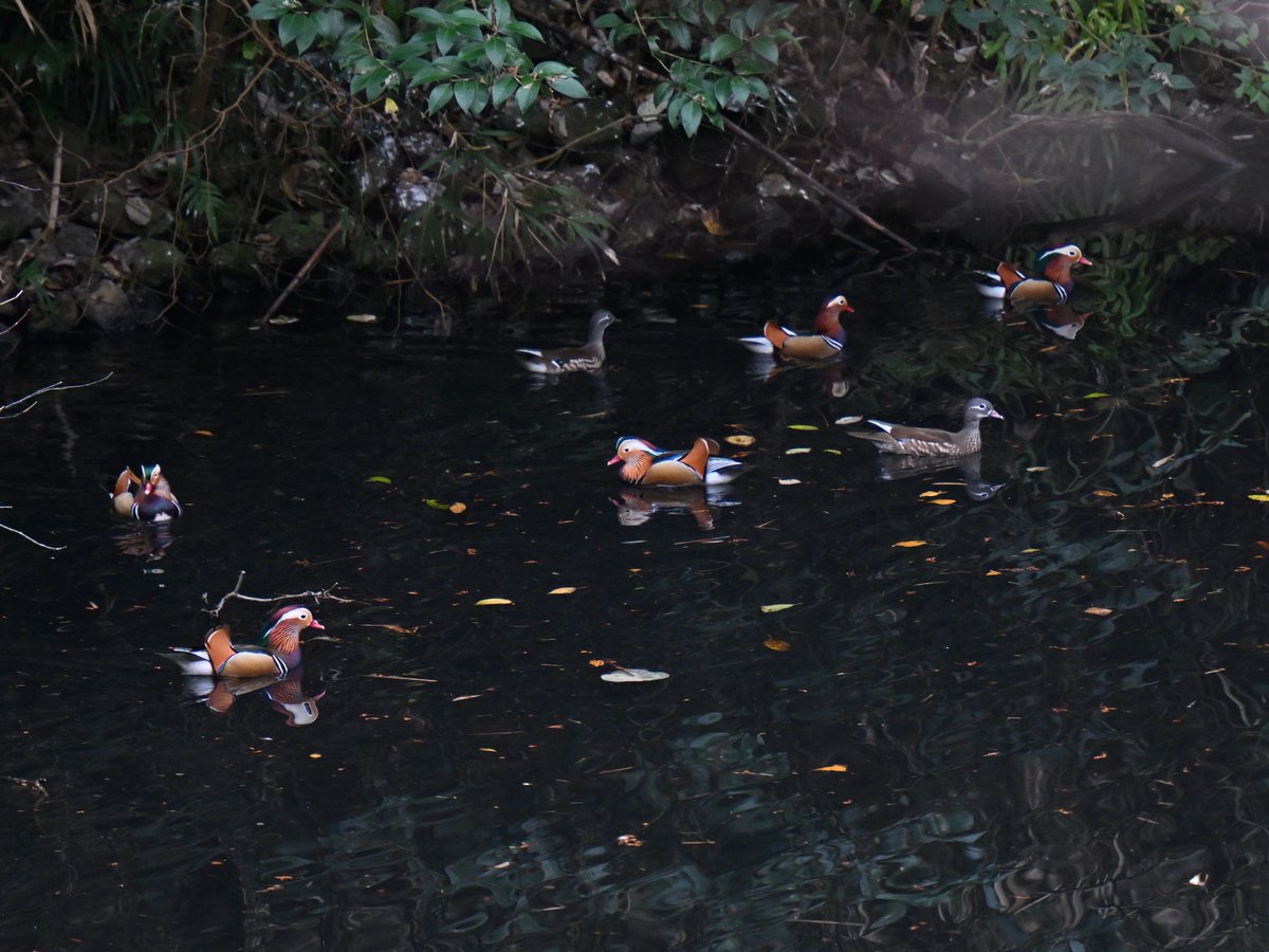 冬の到来
高病原性鳥インフルエンザは到来しないで！🙏
#オシドリ #ズーラシア #MandarinDuck #ZOORASIA