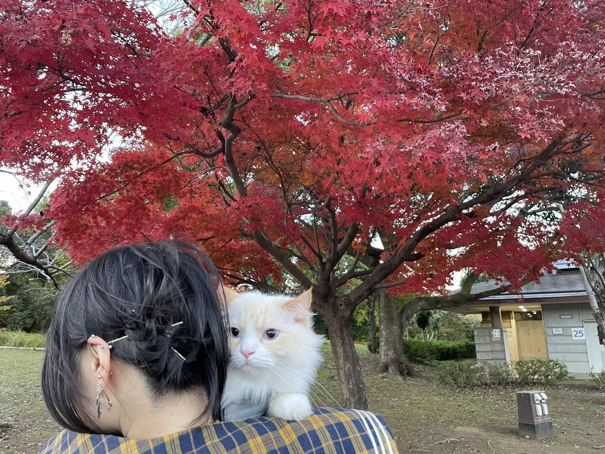 ShoutEarlyBird's tweet photo. 猫とEXDREMEのキーボード連れて昭和記念公園行ってきました。猫はトイレ行きたくなったのかにゃーにゃー言っとりました。

EXTREMEトリビュート「EXDREME」次回ライブはいよいよ12/14(日)です。

Welcome To The kyo-house(≧▽≦)Vol.195
〜Reboot the Meguro LIVE STATION〜※有観客イベント(+同時ライブ配信あり)

■2025/12/14(日)
■目黒THE LIVE STATION
https://t.co/X7MmQalSDj
東京都品川区上大崎2-13-35　ニューフジビルB1F(JR目黒駅東口 徒歩約2～3分)
■OPEN/15:30・START/15:45
■来場者チケット料金/2,400円+D¥600
■配信チケット料金/1,800円(+システム利用料160円がかかります)

■ご視聴チケットご購入はこちら↓

https://t.co/QGA4dwXWvy

★CAST★  
1️⃣15:45～嬢ロッパ (as.Europe)
2️⃣16:40～ BUMP AHEAD (https://t.co/cXk15md4wJ.BIG)
3️⃣17:30～ Majestic Sky (as.Journey)
4️⃣18:20～ M.S.E (オリジナル)
5️⃣19:15～ Bullet Queen (as.Guns'N'Roses)
6️⃣20:05～ EXDREME (as.EXTREME)
7️⃣21:00～ HOUSE ON FIRE (FireHouse & Cover)