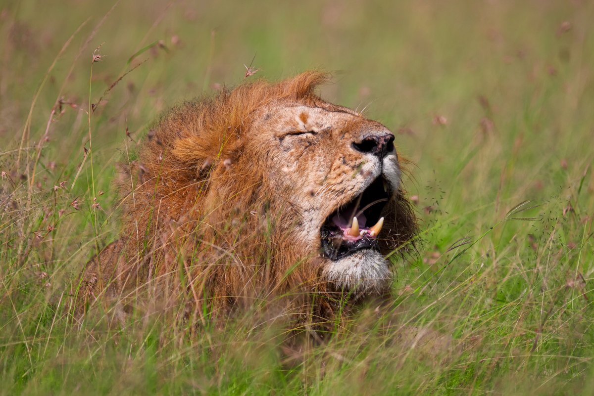 bownaankamal's tweet photo. Lorkinyei Kisinja Boy taking a bask in the sun | Masai Mara | Kenya
Photo by @bownaankamal
.
.
#bigcatsofmasaimara #lions #Lorkinyei #kisinjaboy #kenyawildlife #iamnikon #natgeoyourshot https://t.co/VxFlGon2lN