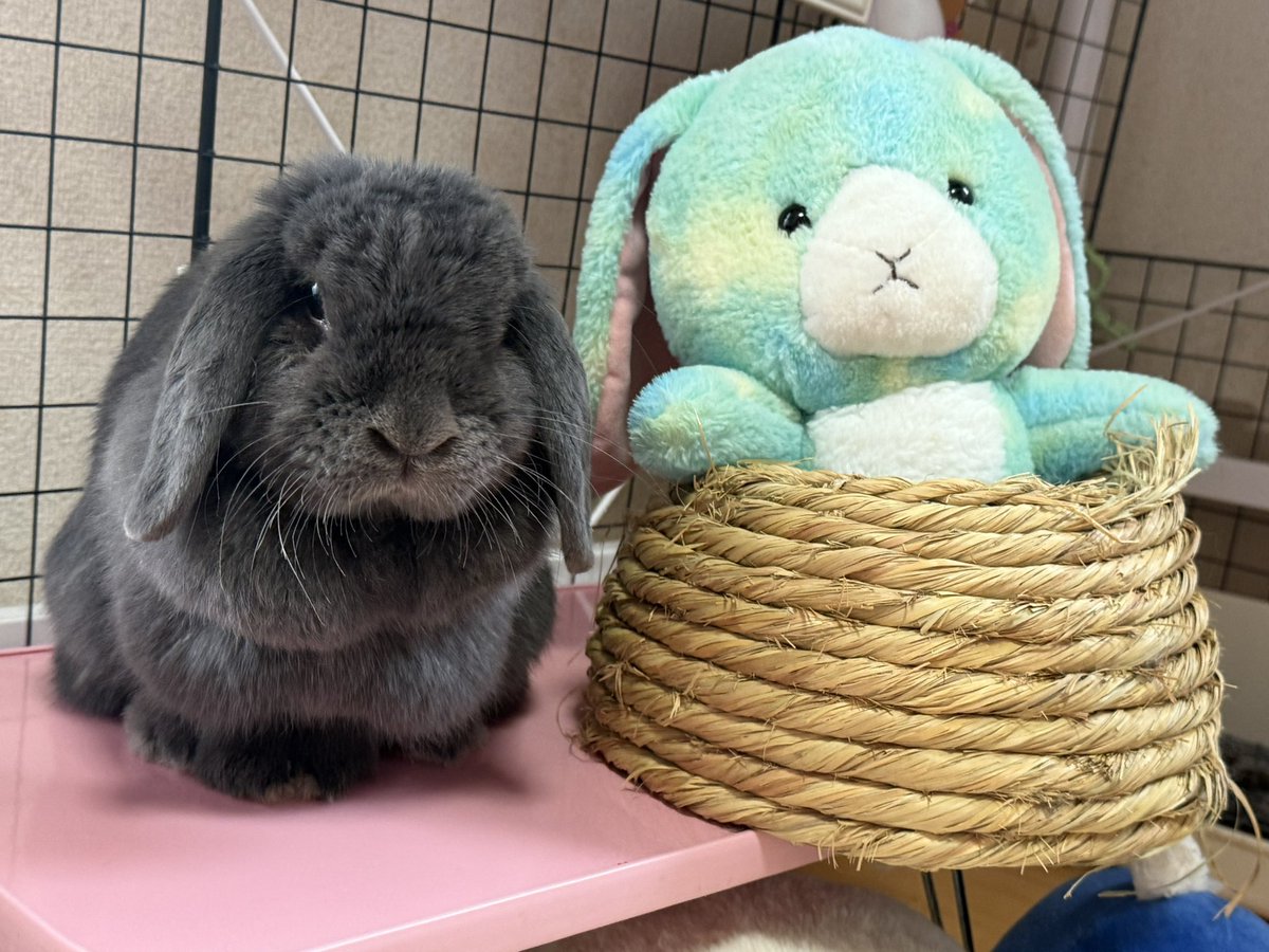 rabbitmiltty's tweet photo. #うさぎ好きさんと繋がりたい
#バニーズエンターテインメント
#うさぎのいる暮らし　#みるてぃ
#ホーランド

2ショット💞 https://t.co/Ha53rabsJH