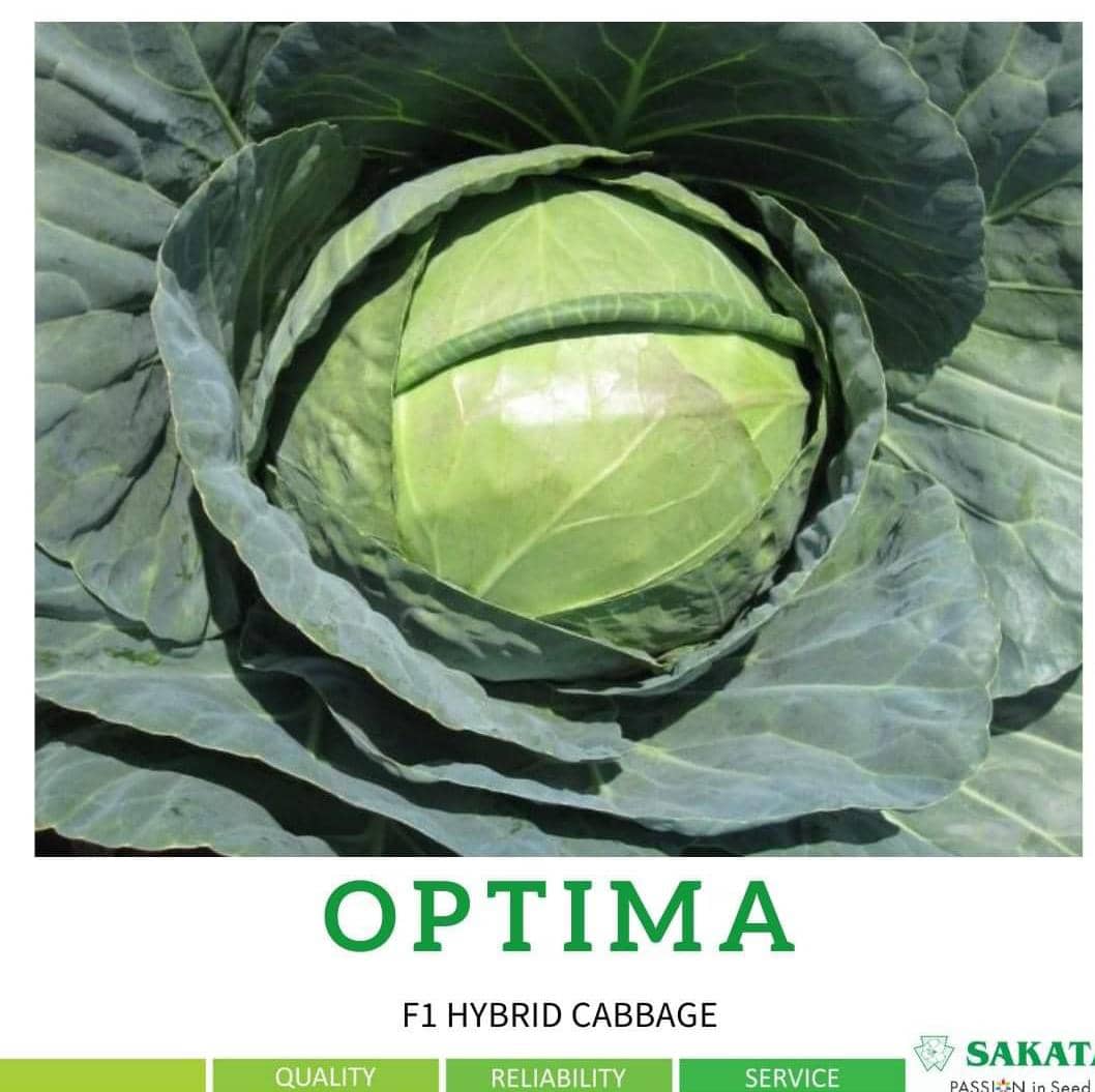 Every cabbage farmer must try Optima F1
It offers high disease tolerance, stays compact for easy handling, delivers heavy heads, thrives in harsh conditions, and matures early for faster profits. Superior yield, resilience, and market appeal make  Optima F1 the ultimate