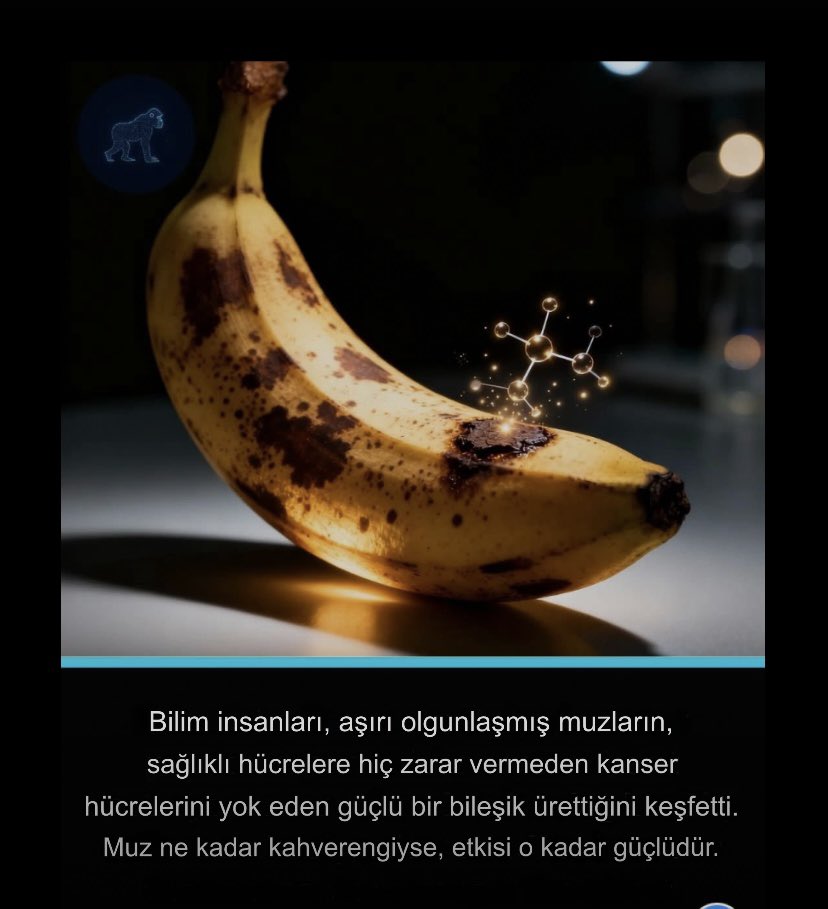 leylaaygn91's tweet image. Bu bileşiğin tam olgun muzların #Tumor #Necrosis #Factor (TNF ) adlı dikkat çekici kanser karşıtı etkisinden sorumlu olduğu düşünülüyor bu etki muzlarda genellikle meyvelerin en iyi yaşını geçmiş meyvelerle ilişkilendirdiğimiz kahverengi lekeler oluştukça dramatik şekilde artıyor