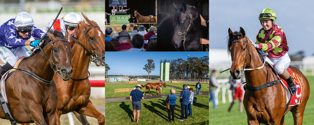 Magic Millions tweet media