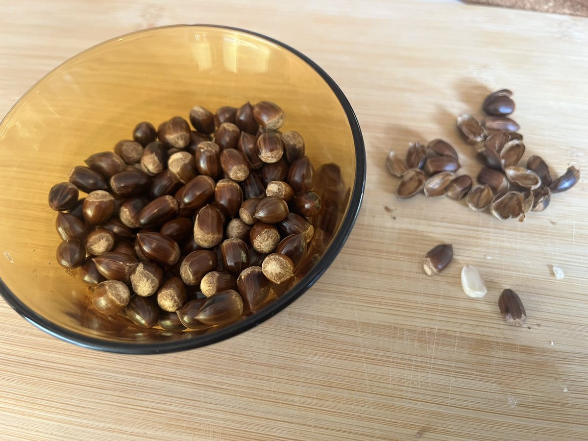 昨夜の極寒の公園で椎の実拾いしたのでたくさん剥いて食べているのだけど、実が小さくて食べ応えがあまりない、、
大きい椎の実がなる木の情報求めています🌳🌳🌳