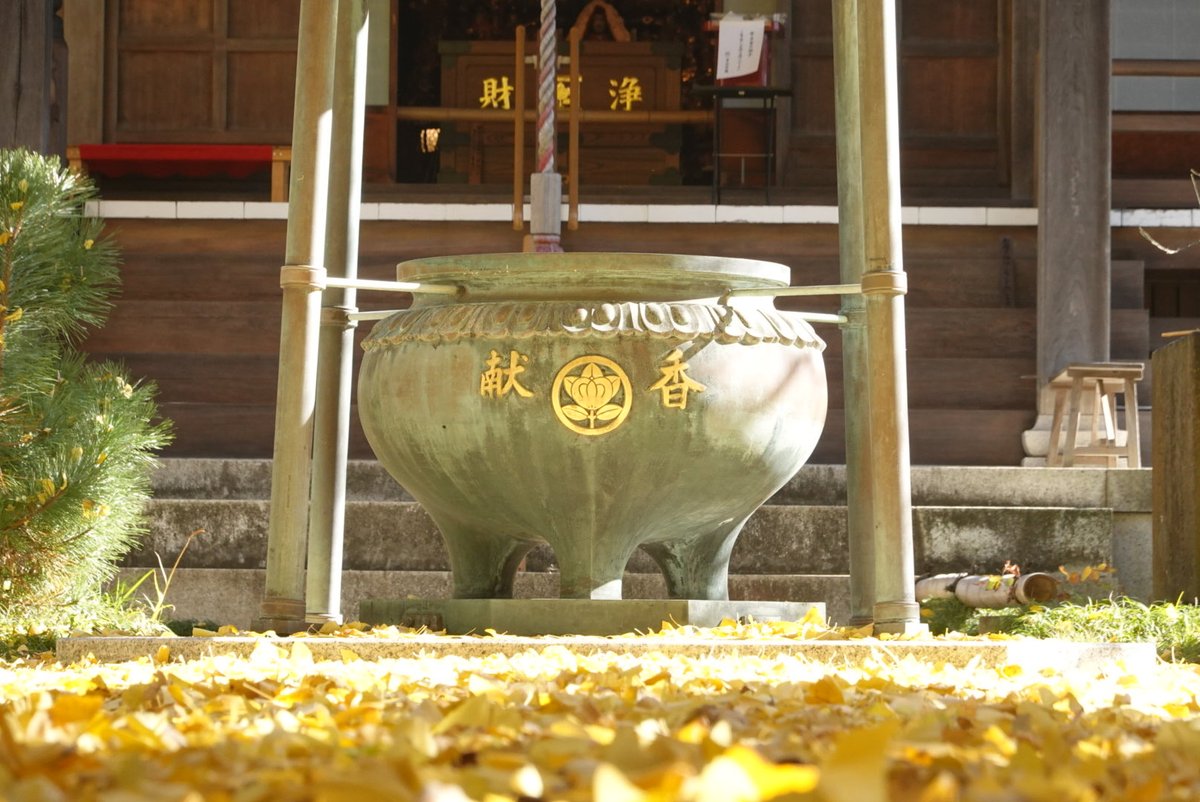 umi_enami's tweet photo. 常立寺さんに紅葉した銀杏を見に行きました🍁

山門からの銀杏はきれいに黄金色に黄葉していましたよ😆

ゆずも頂けいい香り🍊

湘南モノレールと黄葉した銀杏も撮れ

近くのお店で鯵のたたき定食と熊野酒造さんの地酒をいただき

おいしい🐟🍶😋

夜には竹灯籠もみれみたいですよ🏮

#常立寺
#日蓮宗 https://t.co/AVUP6lmryH