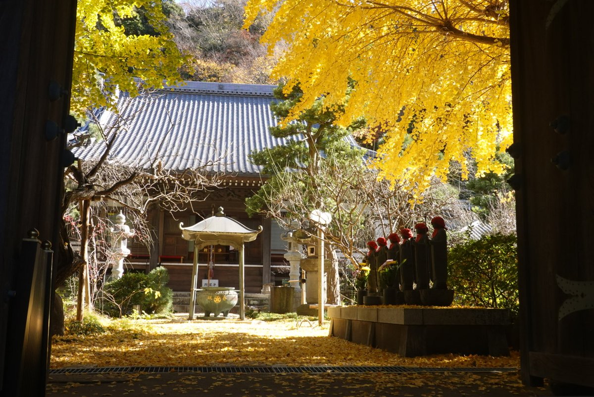umi_enami's tweet photo. 常立寺さんに紅葉した銀杏を見に行きました🍁

山門からの銀杏はきれいに黄金色に黄葉していましたよ😆

ゆずも頂けいい香り🍊

湘南モノレールと黄葉した銀杏も撮れ

近くのお店で鯵のたたき定食と熊野酒造さんの地酒をいただき

おいしい🐟🍶😋

夜には竹灯籠もみれみたいですよ🏮

#常立寺
#日蓮宗 https://t.co/AVUP6lmryH