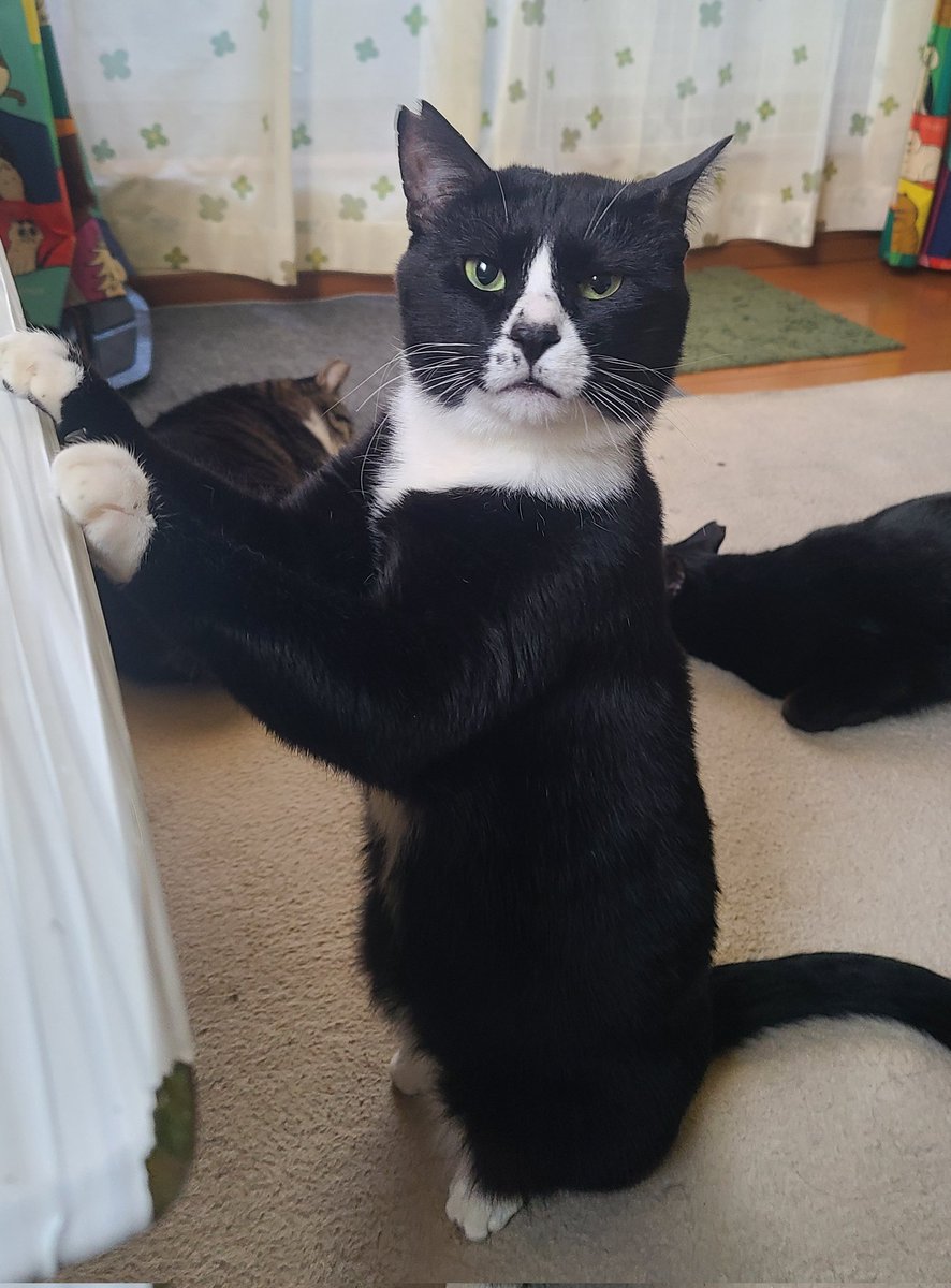 ちったん (@NYANMARUKE) / Posts / X