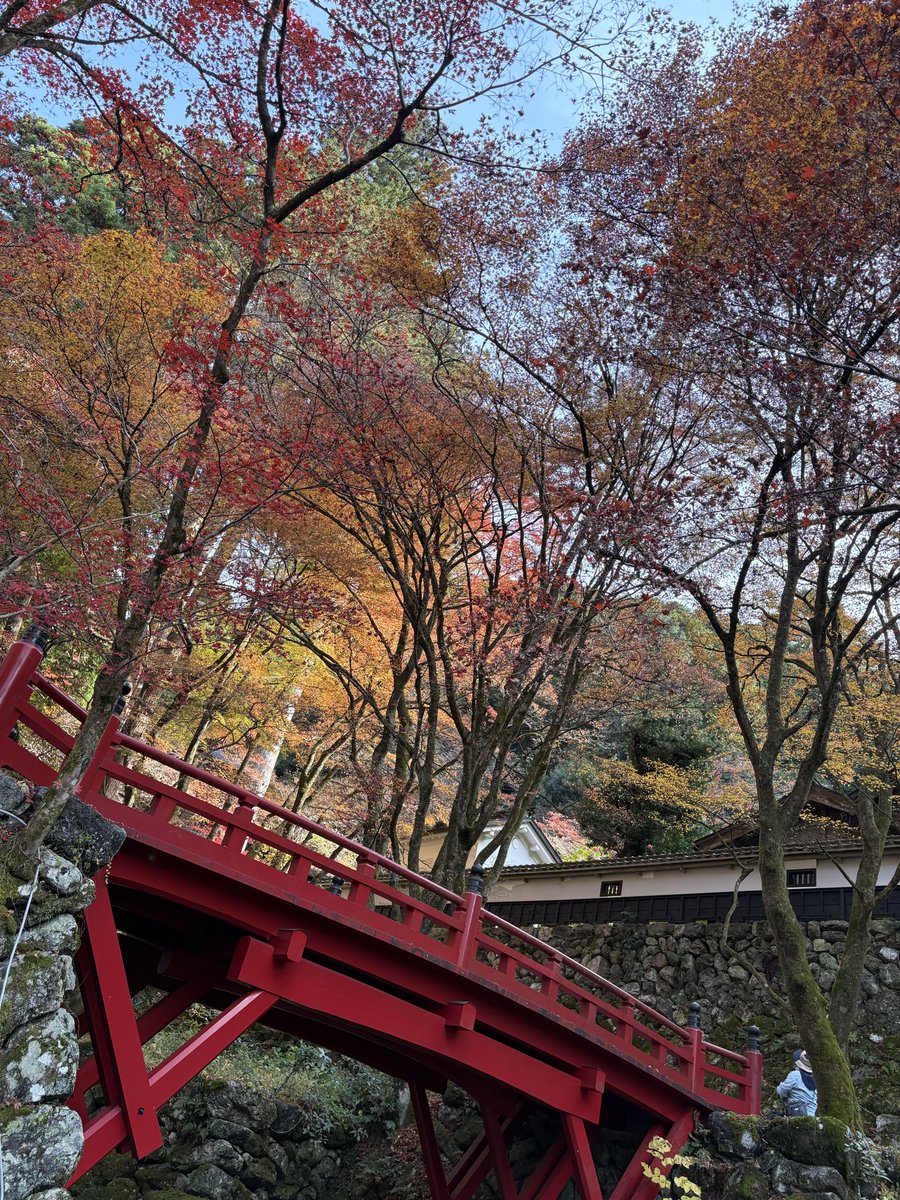 mhmsk1006's tweet photo. 紅葉終わりだ https://t.co/Cva1Hj5JbX