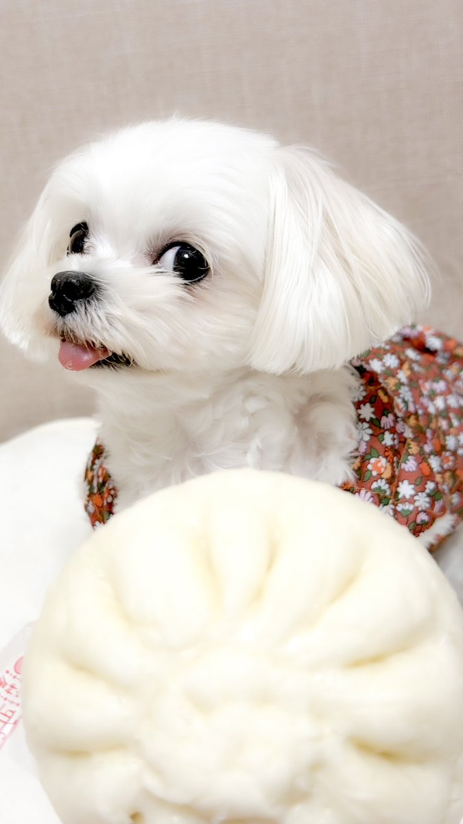 【専用】にくまん　様 にくまん