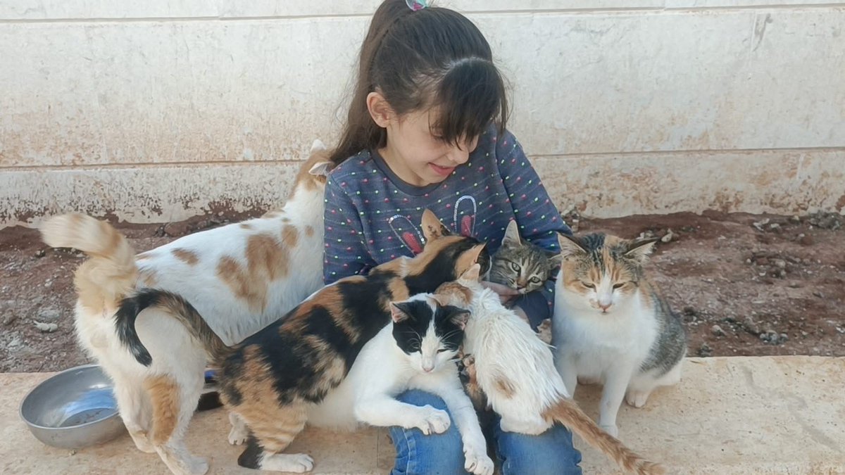 SyrianCats's tweet image. With the Cat Man of Aleppo cats.
.
#goodmorning #syrianchildren #happycats #syria