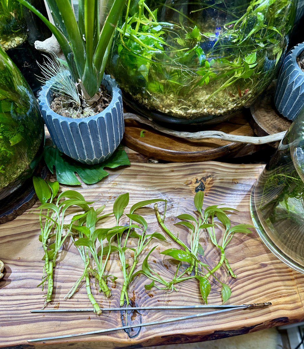 ヤマサキカズラの魅力は水中化にあり。水草として見出された山崎先生の