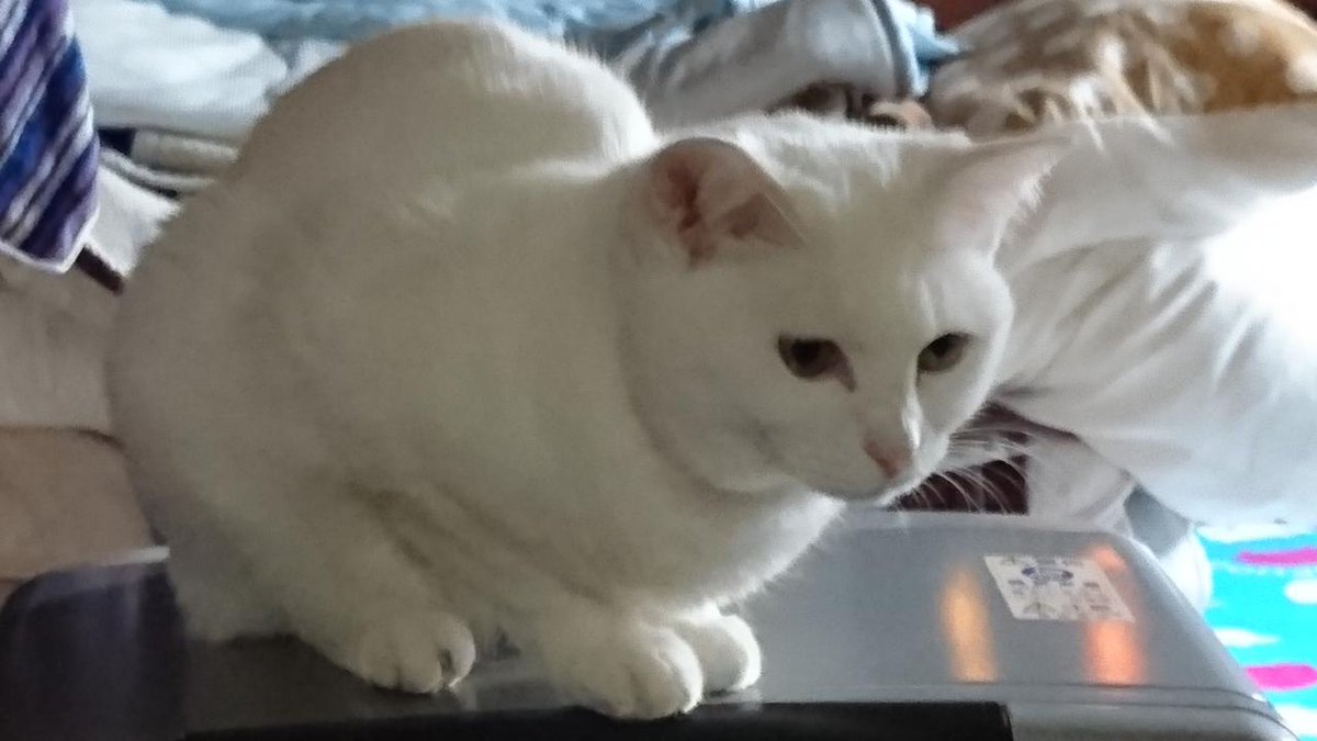 Vie animée様♡専用コーナー♪(๑ᴖ◡ᴖ๑)♪ 宜しくお願いしま～す(⌒,_ゝ⌒)🗻🐾