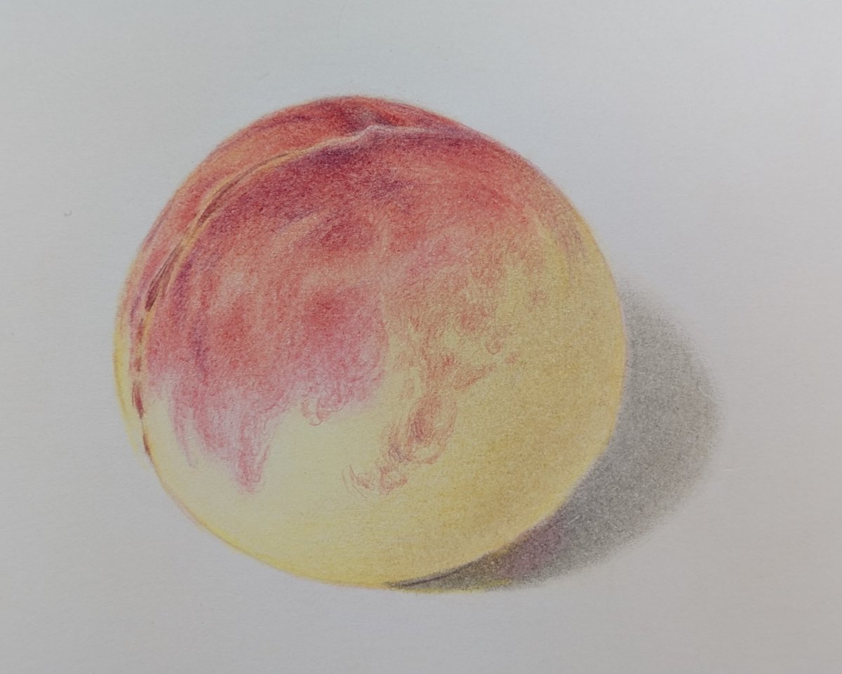 村松 薫🌹イラストレーター/色鉛筆画家 12／9〜12／14 COLOR&BLACK鉛筆