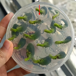 wimi_biotech's tweet photo. 🍷Transformation experiment of soybean

☂️☂️☂️forth step

When the apical bud and cotyledons of the soybean sprout reach uniform height, the elongated hypocotyl is cut off by two-thirds and then inserted into an  medium (the  medium contains selective agents and antibiotics).

🌱First step, 
Better beans were selected and placed on a special medium and incubated in the dark at 24-28 °C for 16-36 h
Second step🍀🍀
 remove the seed coat, in the growing point of soybean row 3-4 knife, cut good soybean can be put into the pre-prepared infection of infection.
#soybeans #Genetics #Agriculture
Third step
🍄Co-culture for 3-5 days (growth point up, empty dish, dark culture at 23 °C for 3-5 Days)