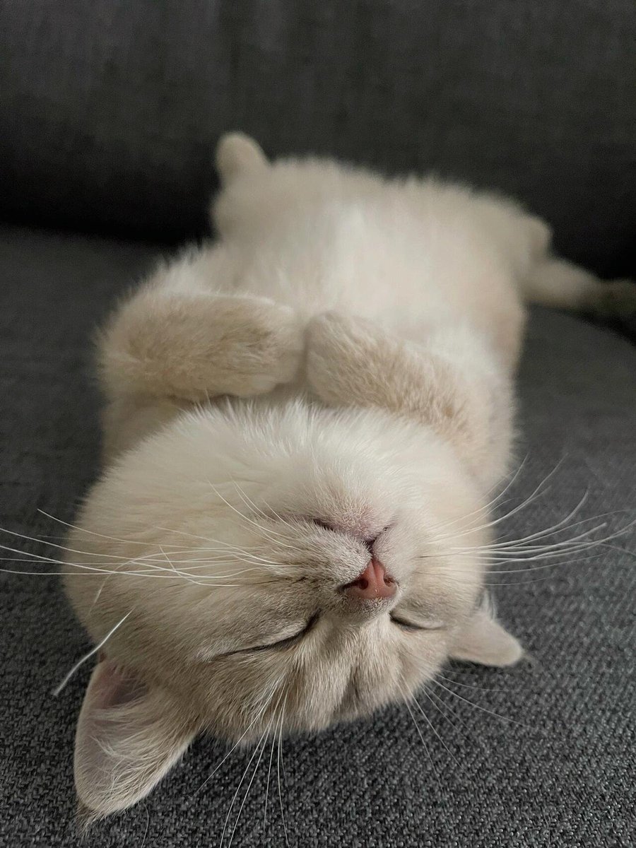 fmpxee's tweet image. ちっちゃなお鼻に、ちっちゃなおてて。 もう可愛すぎてたまらないんです