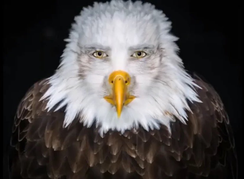 post simone tweet media