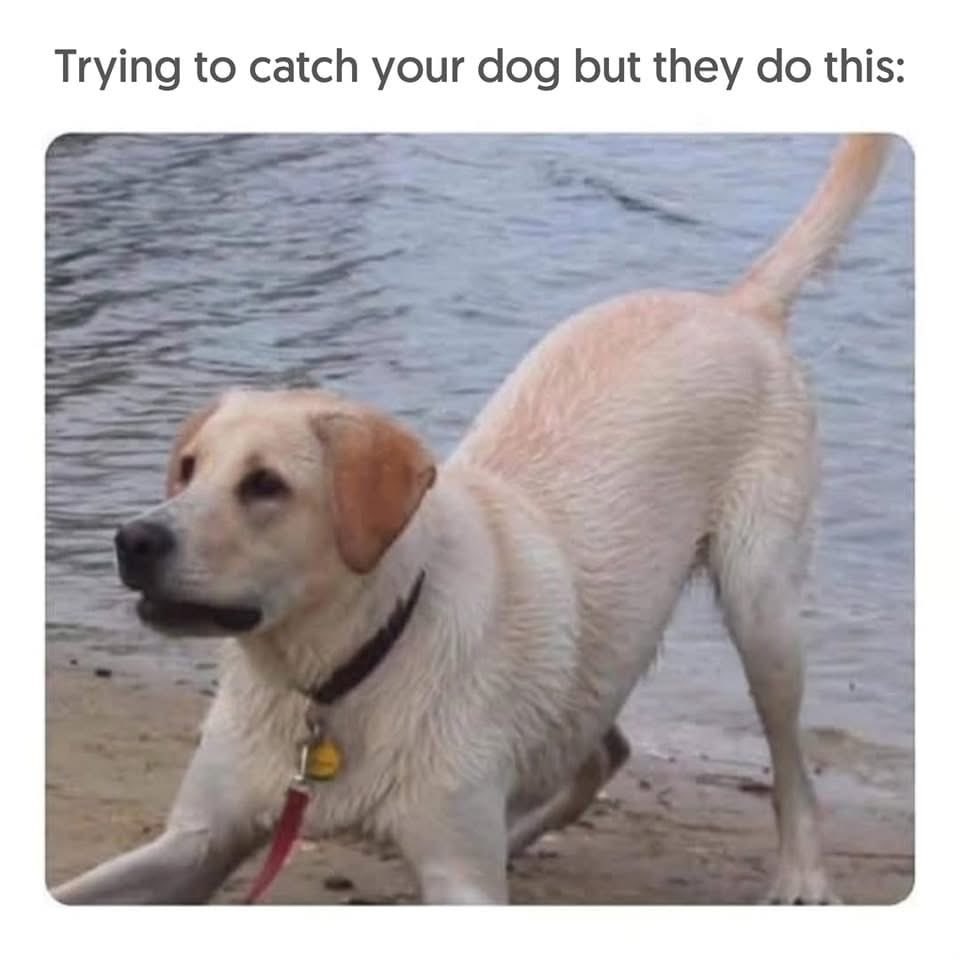 Puppies 🐶 (@puppiesiover) on Twitter photo 