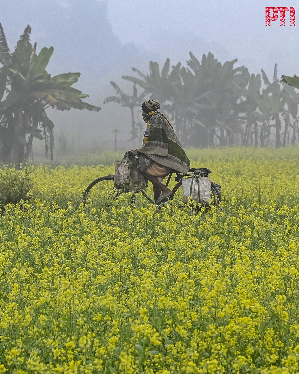 PTI PHOTO | A man rides his bicycle through a mustard field on a winter morning in Nadia, West Bengal.